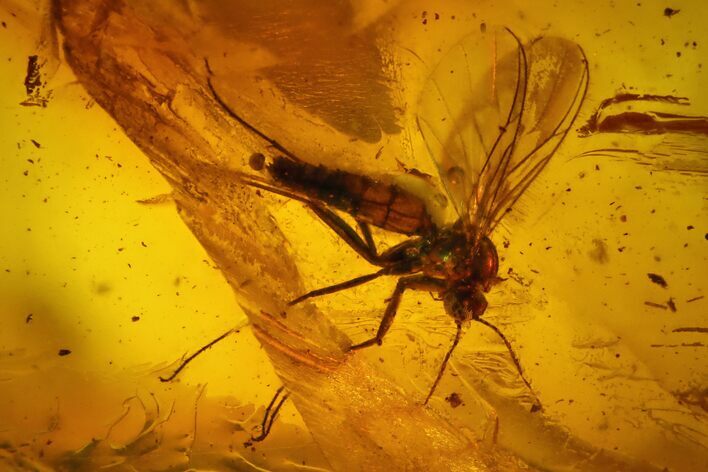 Fossil Fly (Diptera) In Baltic Amber